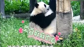 人已动物视频,人已互动瞬间，揭秘共通情感